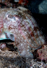 Birmanie - Mergui - 2018 - DSC03128 - Broadclub cuttlefish - Seiche - Sepia latimanus
